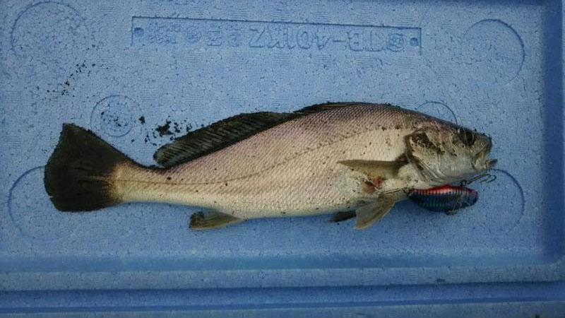 石崎浜でオオニベ 幼魚 の釣果 16 11 みやつり