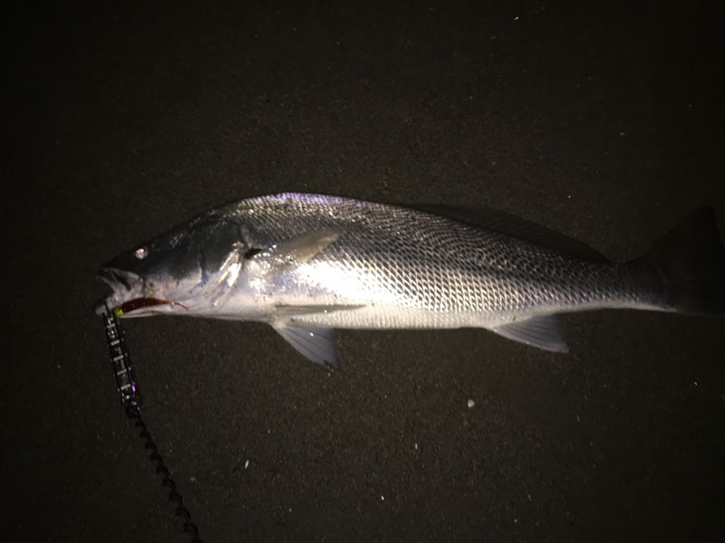 一ツ葉海岸でオオニベ の釣果 16 12 17 みやつり