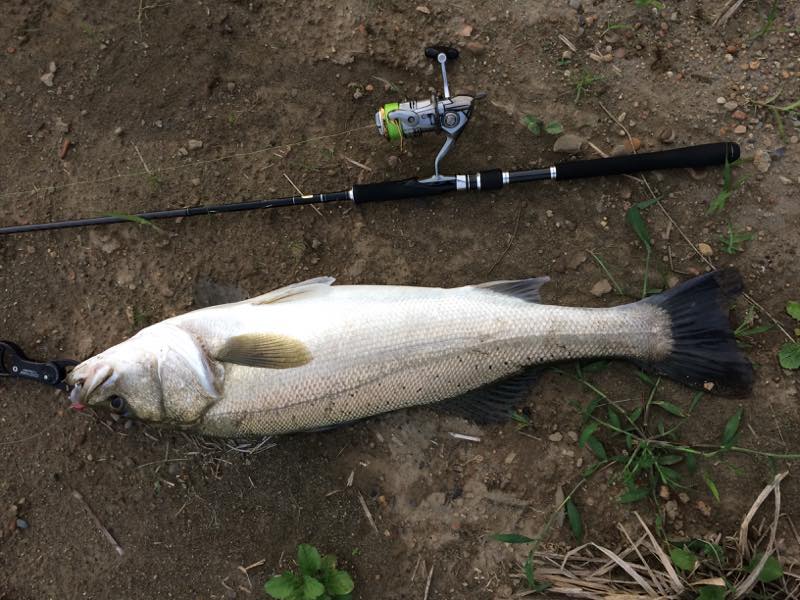 一ツ瀬川中流でシーバス の釣果 17 06 21 みやつり