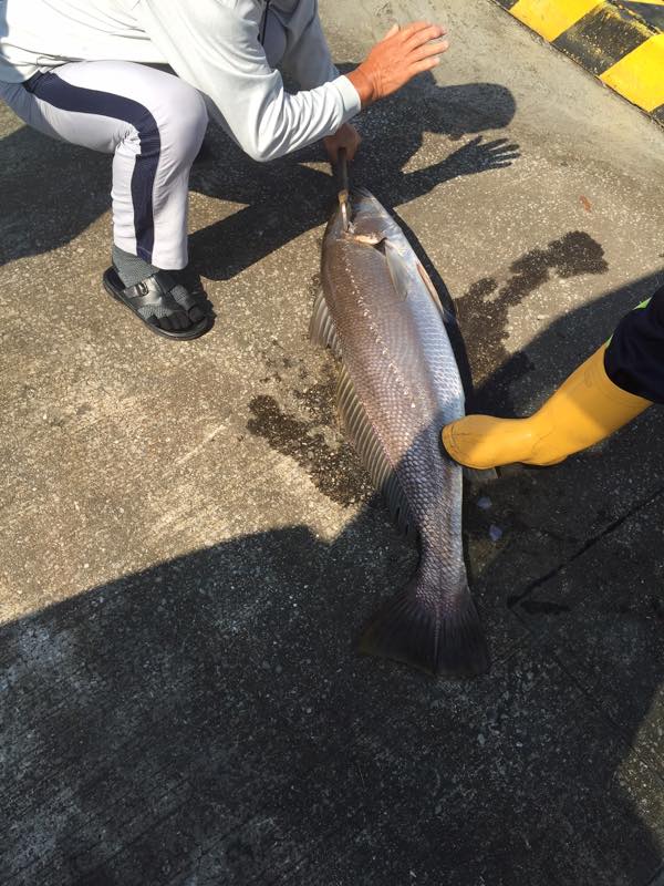 宮崎港でオオニベ の釣果 17 07 14 みやつり