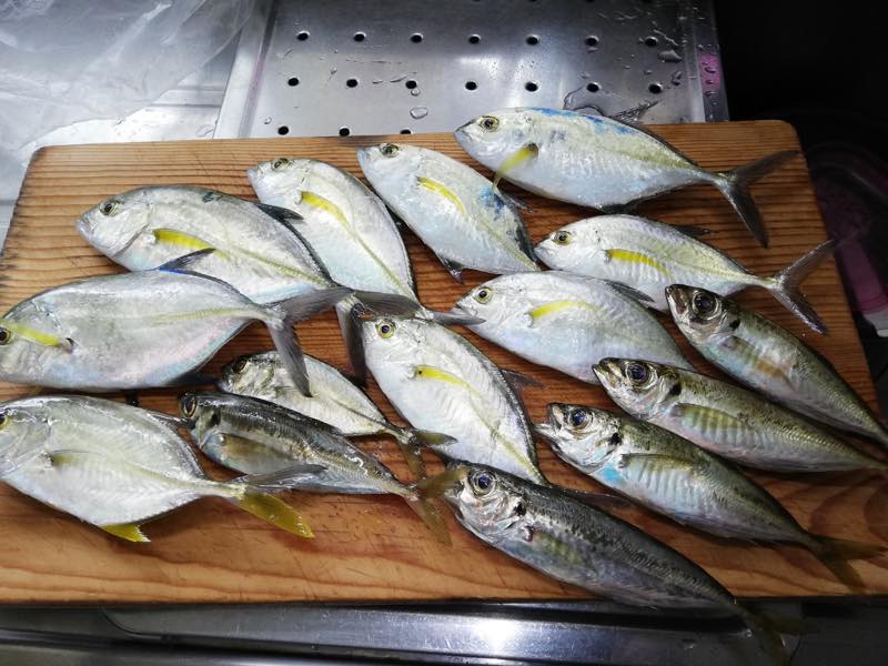 川南漁港でメッキ あじ子 の釣果 19 09 23 みやつり