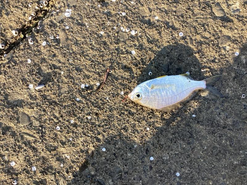 クロサギ(ダイミョウサギ？)