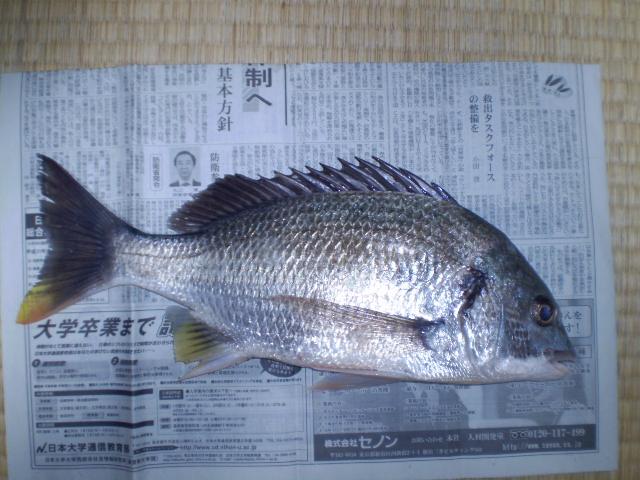 チヌ