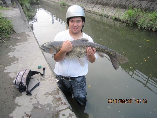 草魚