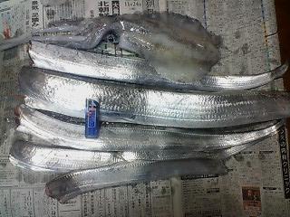 アオリイカ・太刀魚