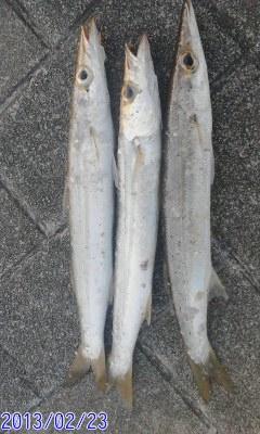 カマス