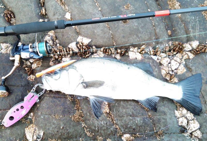 内海港の磯でヒラスズキ の釣果 16 01 17 みやつり