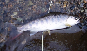 山女魚