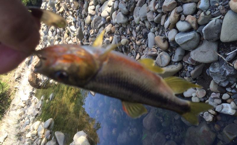 青井岳川でウグイ オイカワ ブラックバス の釣果 17 04 18 みやつり