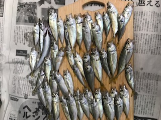 アジゴ・カマス