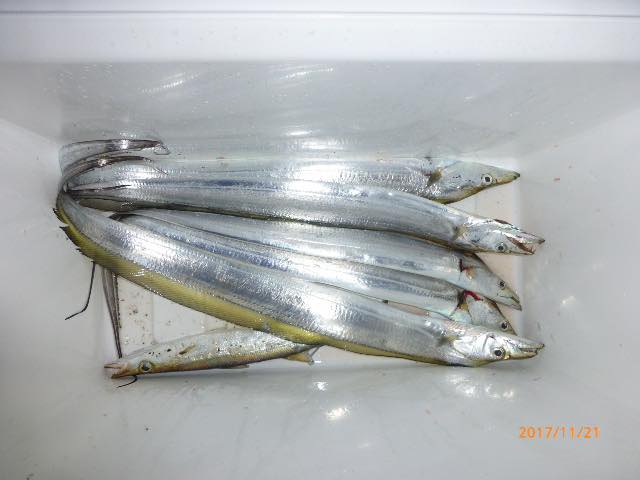 太刀魚・カマス