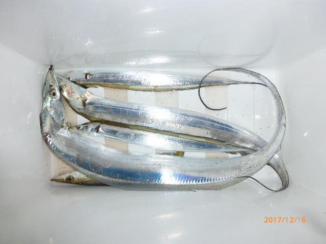 太刀魚・カマス