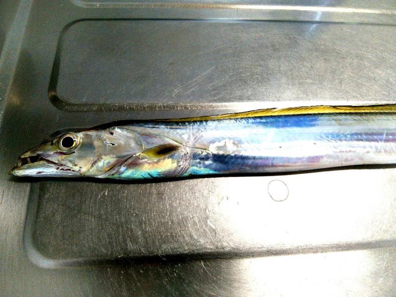 タチウオ