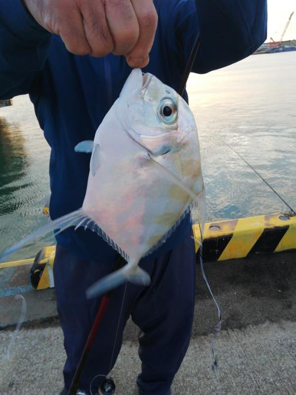 イトヒキアジ・太刀魚