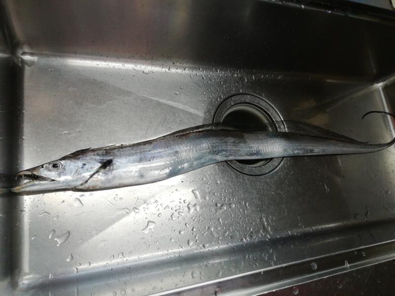 太刀魚