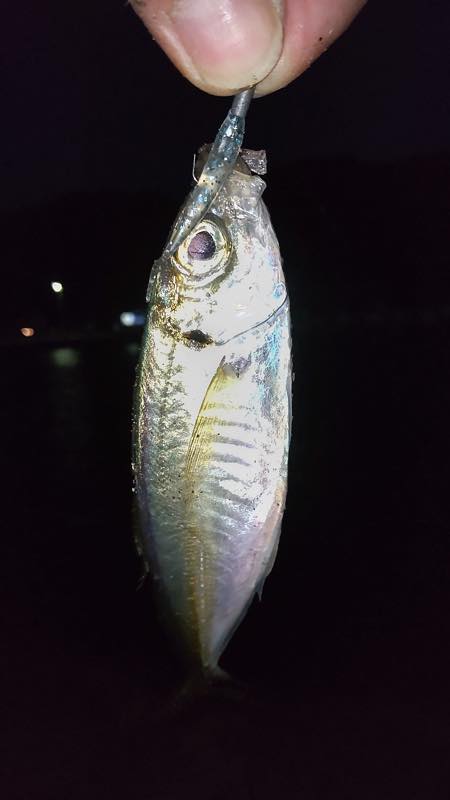 アジ・キビレ・カサゴ