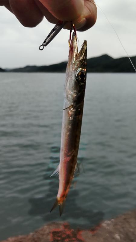 ハタ・カマス