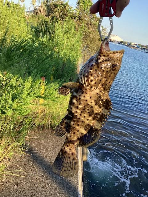 チャイロマルハタ・クエ