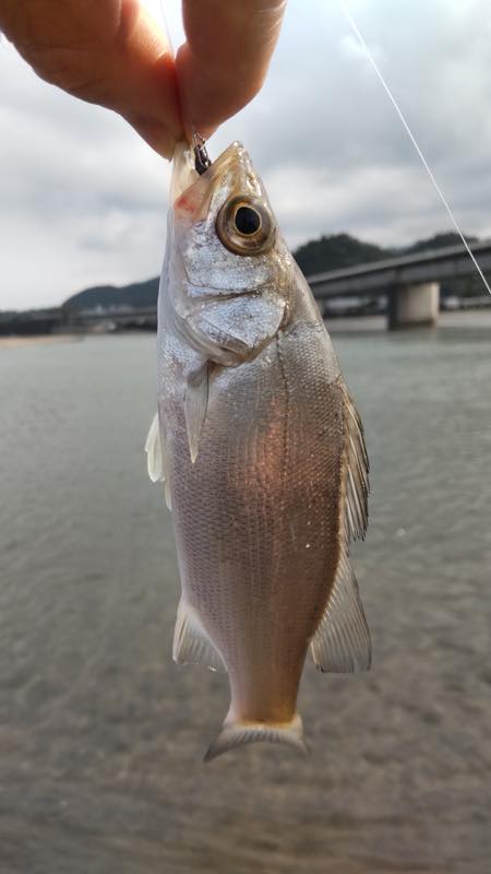セイゴ・エバ・コトヒキ