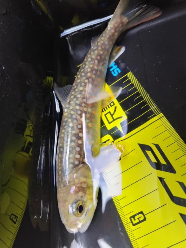 岩魚