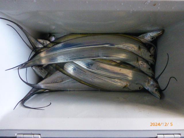 太刀魚