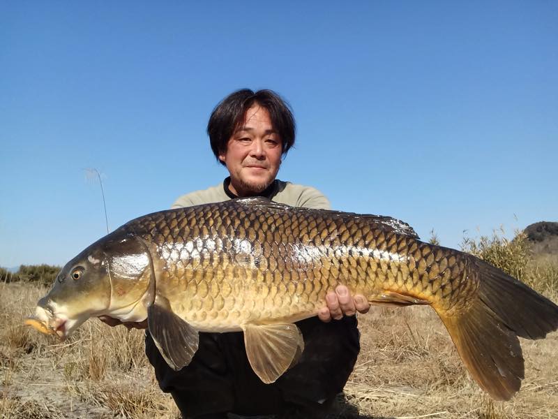 鯉