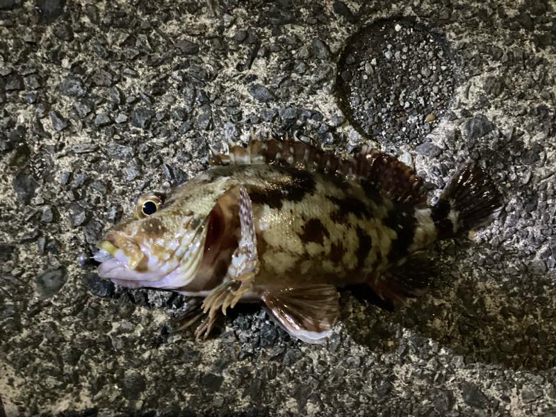 カサゴ