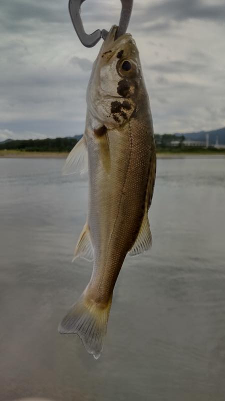 セイゴ・エバ