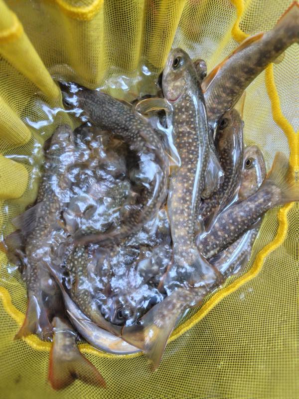岩魚