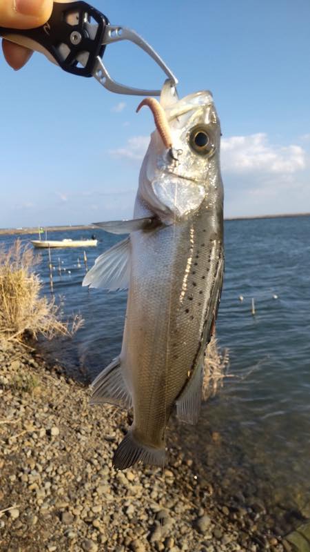 セイゴ・キビレ・ヒラメ