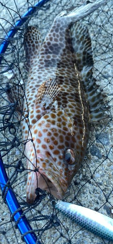 オオモンハタ・タイ