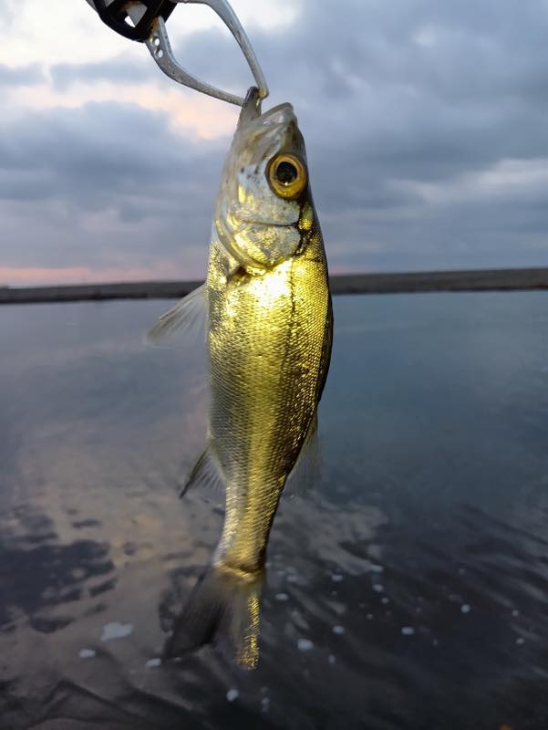 セイゴ・エバ・キビレ