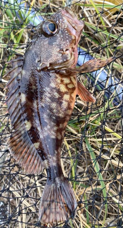 ガガラ・ヨコスジイシモチ