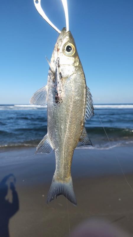 セイゴ・エバ・コトヒキ