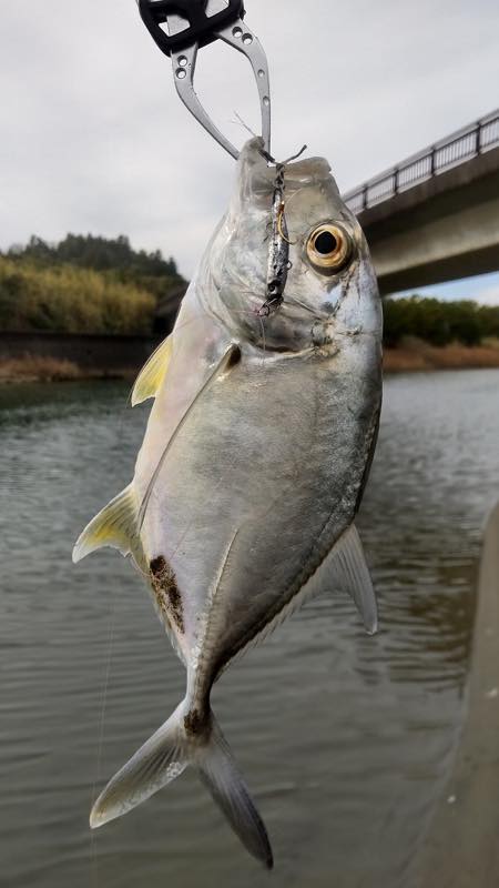 エバ・セイゴ・ヒラメ
